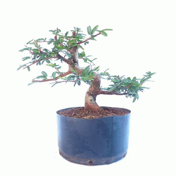 Pré Bonsai de Caliandra Rosa 7 anos - Imagem 3