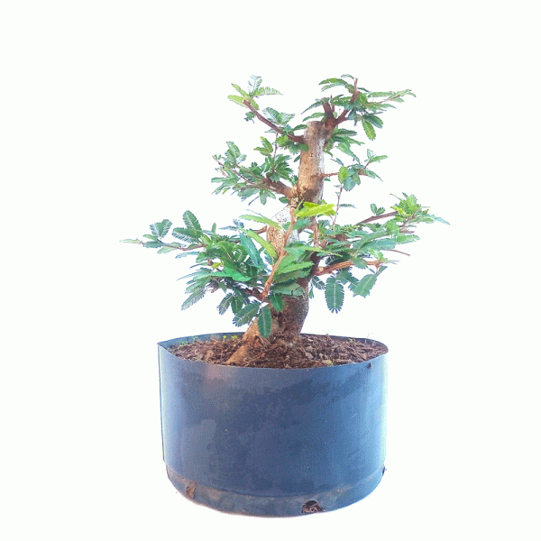 Pré Bonsai de Caliandra Rosa 7 anos - Imagem 4