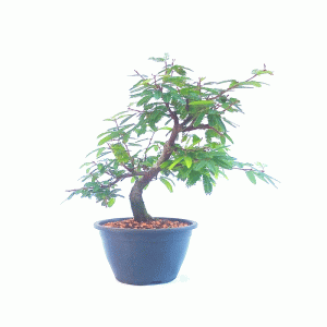 Pré Bonsai de Caliandra Rosa