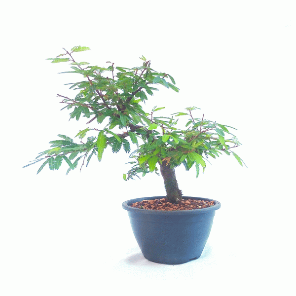 Pré Bonsai de Caliandra Rosa 3 anos - Imagem 2