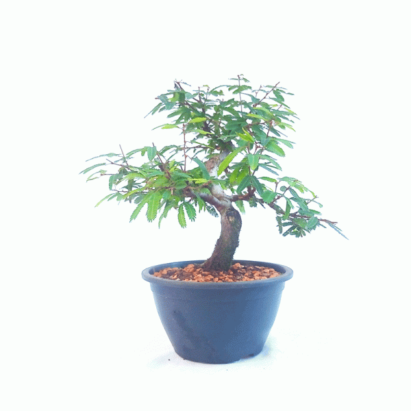 Pré Bonsai de Caliandra Rosa 3 anos - Imagem 3