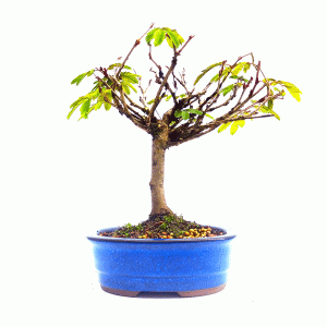 Bonsai de Caliandra Vermelha 4 anos