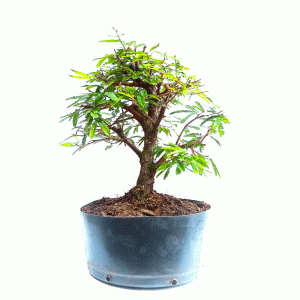 Pré Bonsai de Caliandra Rosa