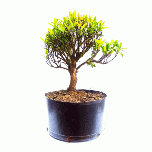 Pré Bonsai de Cereja Anã
