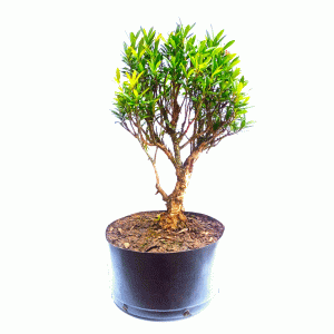Pré Bonsai de Cereja Anã
