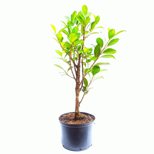 Pré Bonsai de Fícus Tiger Bark