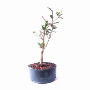 Pré Bonsai de Oliveira