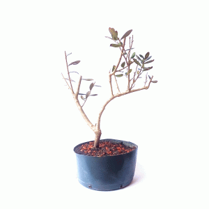Pré Bonsai de Oliveira
