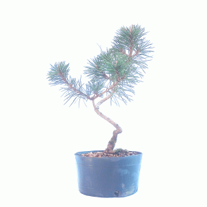 Pré Bonsai de Pinheiro negro