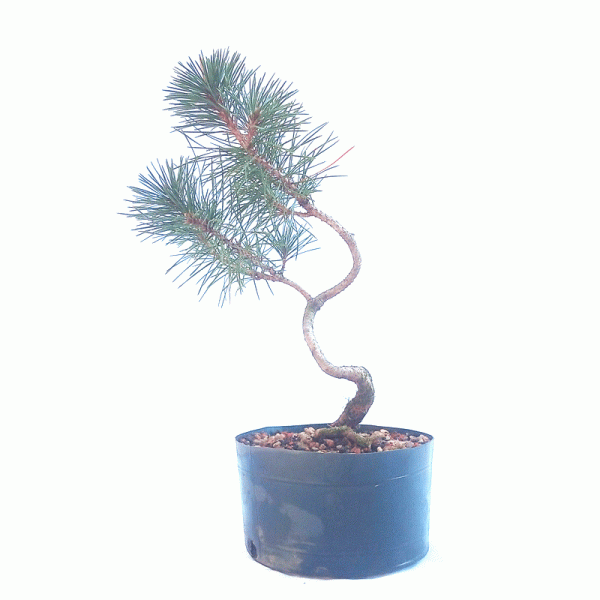 Pré Bonsai de Pinheiro Negro 5 anos - Imagem 2