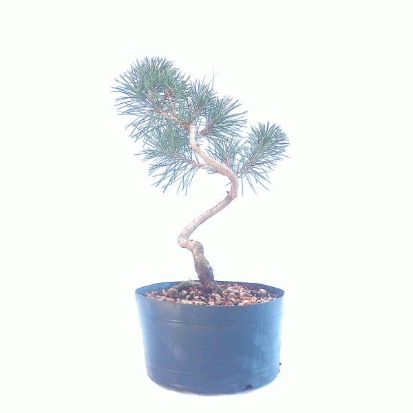 Pré Bonsai de Pinheiro Negro 5 anos - Imagem 3