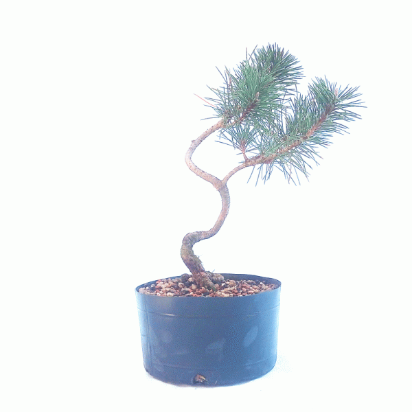 Pré Bonsai de Pinheiro Negro 5 anos - Imagem 4
