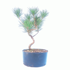 Pré Bonsai de Pinheiro negro