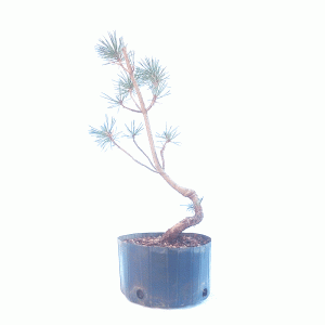 Pré Bonsai de Pinheiro negro