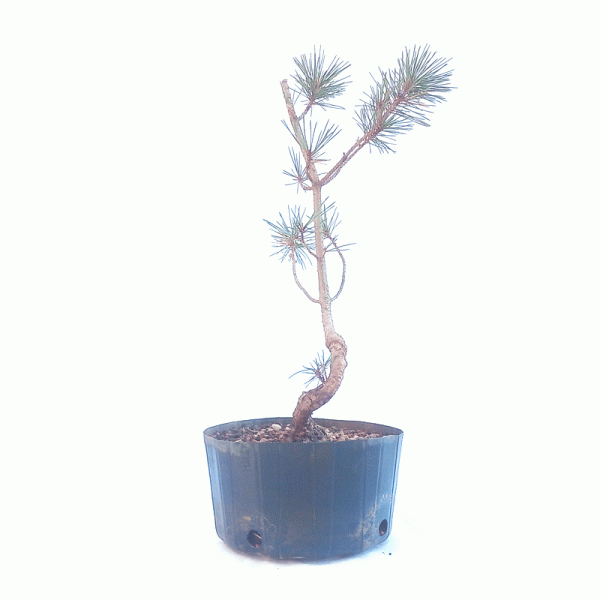 Pré Bonsai de Pinheiro Negro 5 anos - Imagem 2