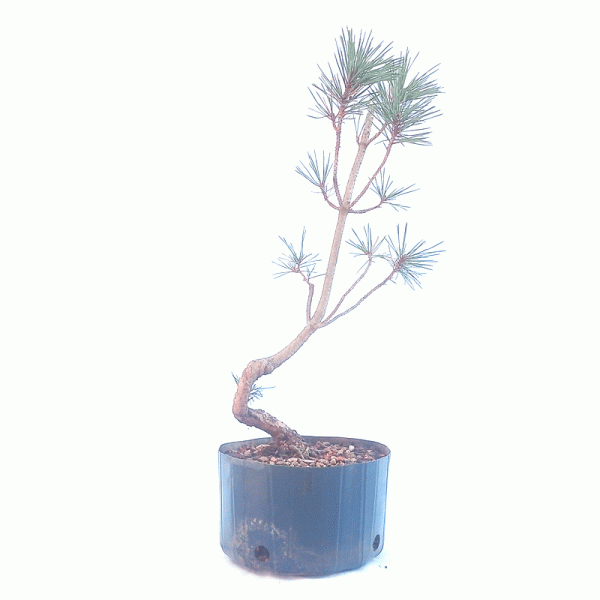 Pré Bonsai de Pinheiro Negro 5 anos - Imagem 3