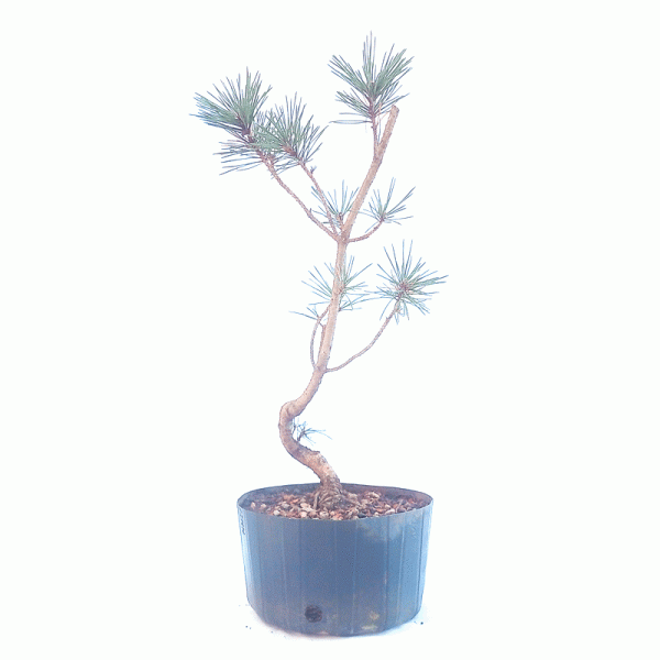 Pré Bonsai de Pinheiro Negro 5 anos - Imagem 4
