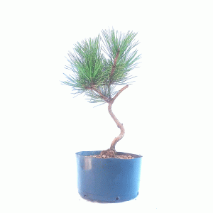 Pré Bonsai de Pinheiro negro