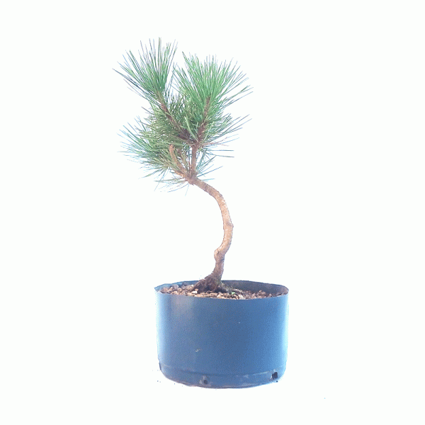 Pré Bonsai de Pinheiro Negro 5 anos - Imagem 2