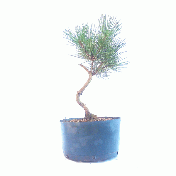 Pré Bonsai de Pinheiro Negro 5 anos - Imagem 3
