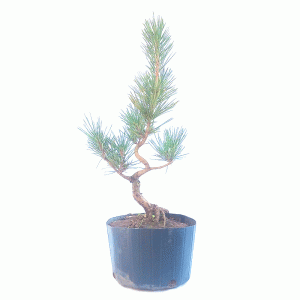 Pré Bonsai de Pinheiro negro