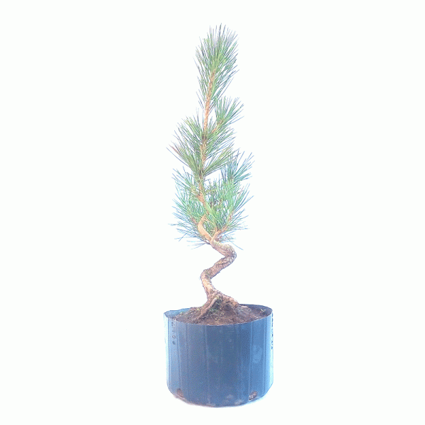 Pré Bonsai de Pinheiro Negro 8 anos - Imagem 2