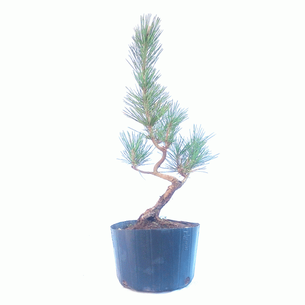 Pré Bonsai de Pinheiro Negro 8 anos - Imagem 3