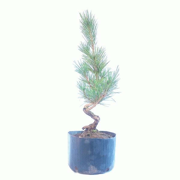 Pré Bonsai de Pinheiro Negro 8 anos - Imagem 4