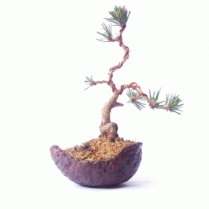 Bonsai de Pinheiro Negro