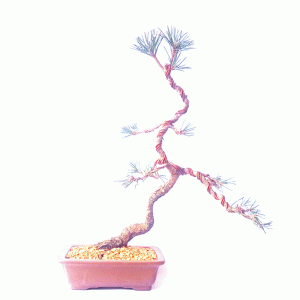 Bonsai de Pinheiro Negro