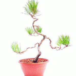 Pré Bonsai de Pinheiro Negro