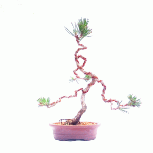 Bonsai de Pinheiro Negro