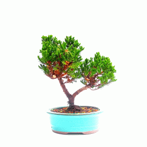 Bonsai de Junípero Procumbens