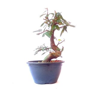 Pré Bonsai de Caliandra Rosa