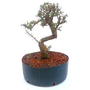Pré Bonsai de Cotoneaster Minifolia