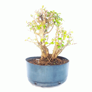 Pré Bonsai de Ligustrum Ovalifolium