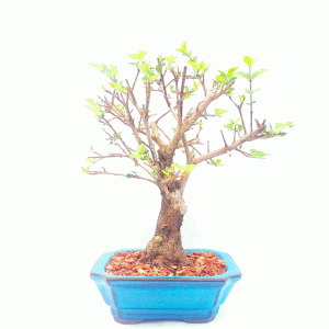 Bonsai de Ligustrum Sinensis 6 anos
