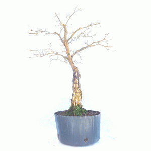 Pré Bonsai de Pithecolobium (var. Dumosum)