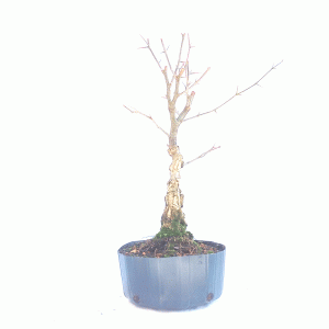 Pré Bonsai de Pithecolobium (var. Dumosum)