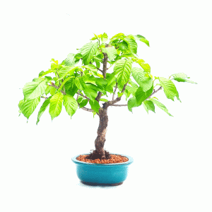 Bonsai de Sakurá Yukiwari Flor Rosa