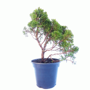 Pré Bonsai de Junípero Shimpaku
