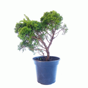 Pré Bonsai de Junípero Shimpaku