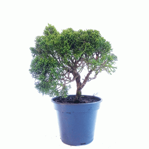 Pré Bonsai de Junípero Shimpaku