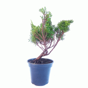 Pré Bonsai de Junípero Shimpaku