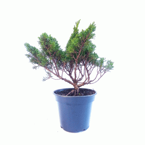 Pré Bonsai de Junípero Shimpaku