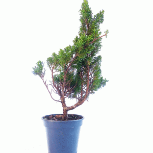 Pré Bonsai de Junípero Shimpaku