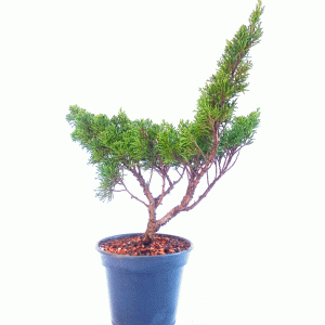 Pré Bonsai de Junípero Shimpaku