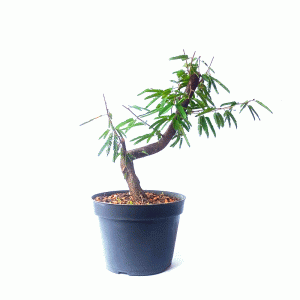 Pré Bonsai de Caliandra Rosa