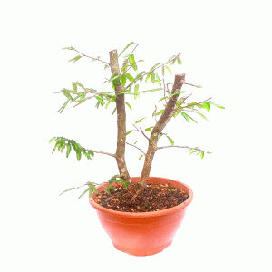 Pré Bonsai de Caliandra Rosa