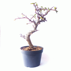 Pré Bonsai de Piracanta Amarela